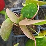 Pilea peperomioidesBlad