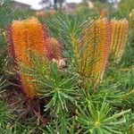 Banksia spinulosa Blomst