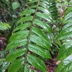 Cnestis corniculata Leaf