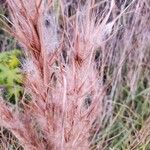 Andropogon bicornis Fruit