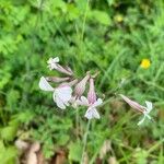 Silene italicaFlower