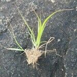 Sporobolus stapfianus Blatt