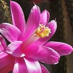 Aporocactus flagelliformis Kwiat