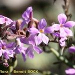 Campylanthus salsoloides Flor