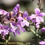 Campylanthus salsoloides Flower