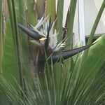 Strelitzia nicolai Λουλούδι