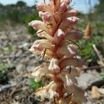 Orobanche pubescens Feuille