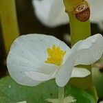 Hydrocharis morsus-ranae 花