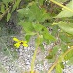 Encelia californica पत्ता