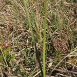 Eriophorum angustifolium 叶