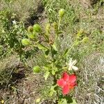 Hibiscus aponeurus Other