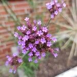 Verbena brasiliensis Flower