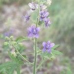 Staphisagria macrosperma ᱥᱟᱠᱟᱢ