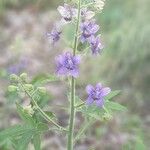 Delphinium staphisagria Blatt