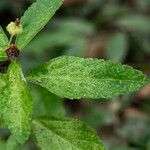 Sida rhombifolia Leaf