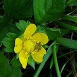 Potentilla indica Virág