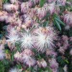 Calliandra selloi Blüte