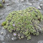 Nototriche phyllanthos 形態