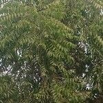 Ailanthus excelsa List