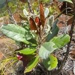 Argophyllum acinetochromum Habitatea