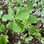 Trillium cernuum Leaf