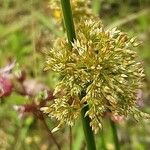 Juncus effusus Flower