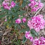 Matthiola incana Bark