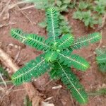 Phyllanthus amarus 葉