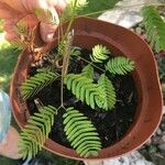 Albizia julibrissinFeuille