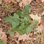 Mahonia aquifoliumЛисток