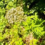 Tanacetum macrophyllum Blomma