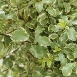 Pittosporum tenuifoliumFolha