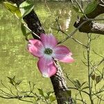 Cornus florida Квітка