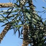 Callistemon viminalis Levél