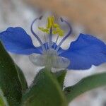 Commelina ensifolia 花