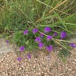 Verbena bipinnatifidaKwiat