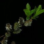 Salix myrtillacea Hábito