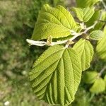 Hamamelis mollis Leaf