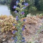 Echium vulgareFlower