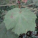 Dombeya flabellifolia Leaf