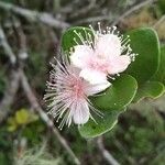 Eugenia buxifolia Flor