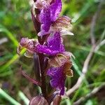 Orchis spitzelii Квітка