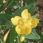 Hypericum × hidcoteense Bloem