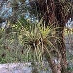 Tillandsia fasciculata Blad