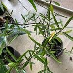 Barleria lupulina Feuille