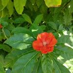 Pereskia bleo Flor