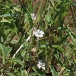 Barleria acanthoides Flower