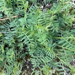Vicia tenuifolia পাতা