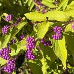 Callicarpa dichotoma Ffrwyth