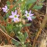 Lythrum hyssopifolia फूल